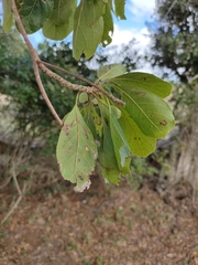 Terminalia porphyrocarpa