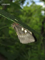 Paradirphia fumosa