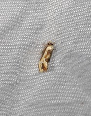 Moerarchis placomorpha