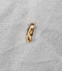 Moerarchis placomorpha