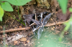 Melipotis perpendicularis