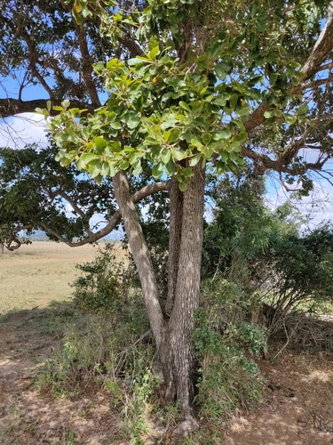 Image of Terminalia porphyrocarpa by (c) Tony van Kampen, some rights reserved (CC BY)
