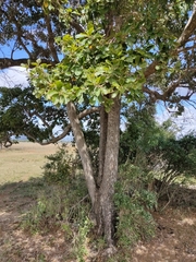 Terminalia porphyrocarpa