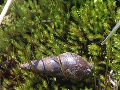 Elimia proxima