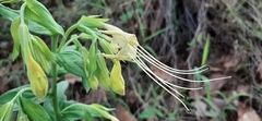 Lithospermum exsertum