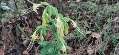 Lithospermum exsertum