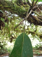 Anthurium gracile