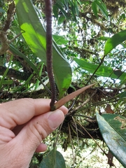 Anthurium gracile