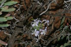 Lapeirousia pyramidalis