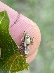 Dryocosmus quercusnotha