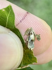 Dryocosmus quercusnotha