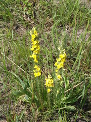 Aspalathus chortophila