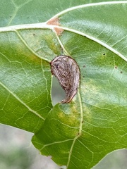 Dryocosmus quercusnotha