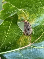 Dryocosmus quercusnotha