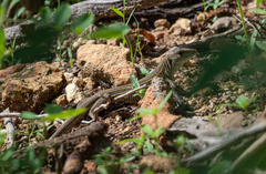 Aspidoscelis costatus