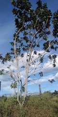 Alchornea latifolia