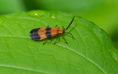 Calopteron reticulatum