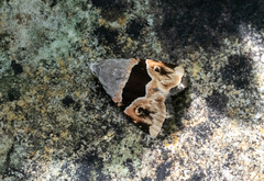 Cobubatha lixiva