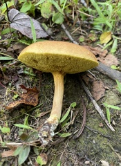 Xerocomus illudens
