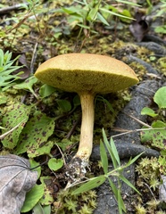 Xerocomus illudens
