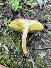 Xerocomus illudens