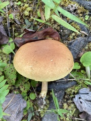 Xerocomus illudens