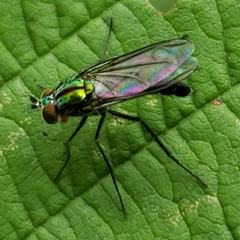 Plagioneurus univittatus