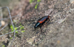 Strongylium championi