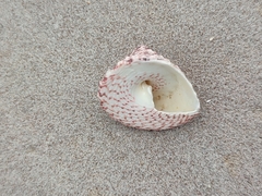 Trochus sacellum