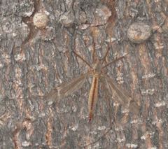 Tipula