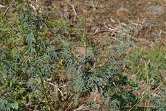 Lupinus angustiflorus