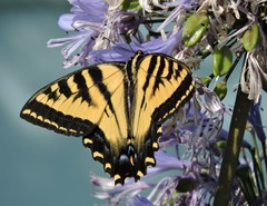 Papilio rutulus