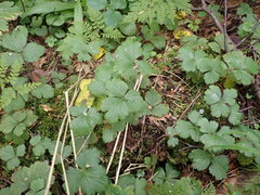 Waldsteinia ternata