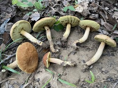 Hemileccinum rubropunctum