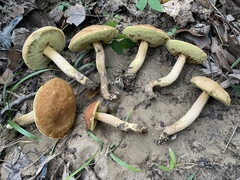 Hemileccinum rubropunctum