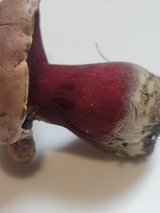 Boletus carminiporus