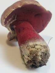 Boletus carminiporus
