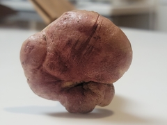 Boletus carminiporus