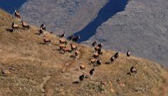 Damaliscus pygargus phillipsi