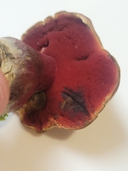 Boletus carminiporus