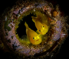 Lubricogobius exiguus