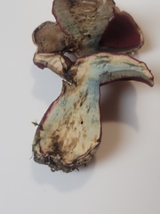 Boletus carminiporus