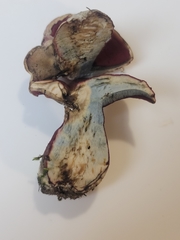 Boletus carminiporus