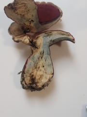 Boletus carminiporus