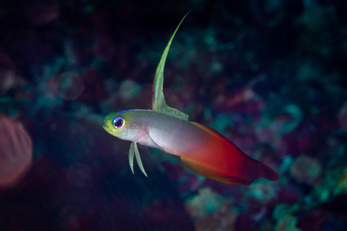 Vuurvis (Nemateleotris magnifica) — Microdesmidae — 4