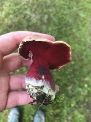 Boletus carminiporus