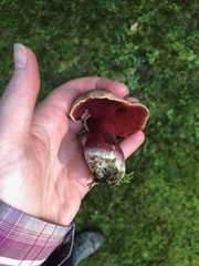 Boletus carminiporus