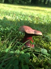 Boletus carminiporus