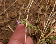 Epilobium campestre
