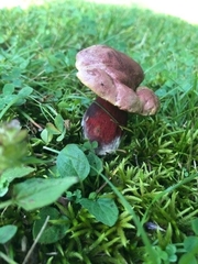 Boletus carminiporus